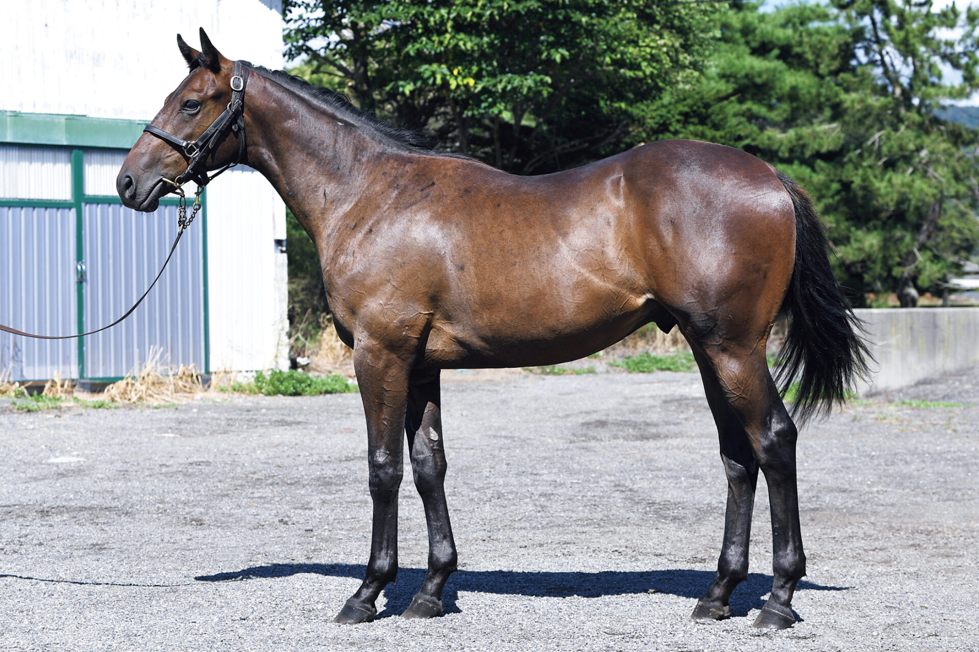 NEW⑭カツンダモン24 (ｲﾝﾃﾞｨﾁｬﾝﾌﾟ産駒) ｜ ローレルクラブ