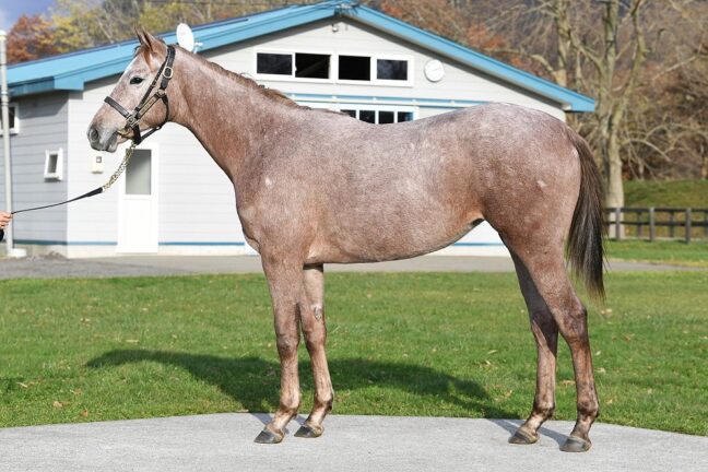 ⑤アフリカンピアノ24 (Essential Quality産駒)