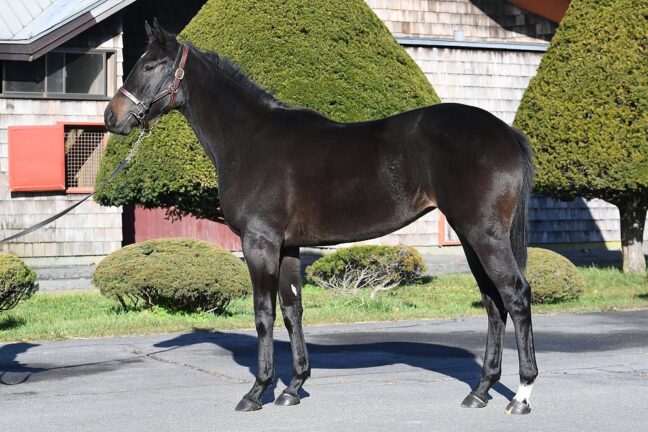 ⑥アメージングムーン24 (ｺﾝﾄﾚｲﾙ産駒)