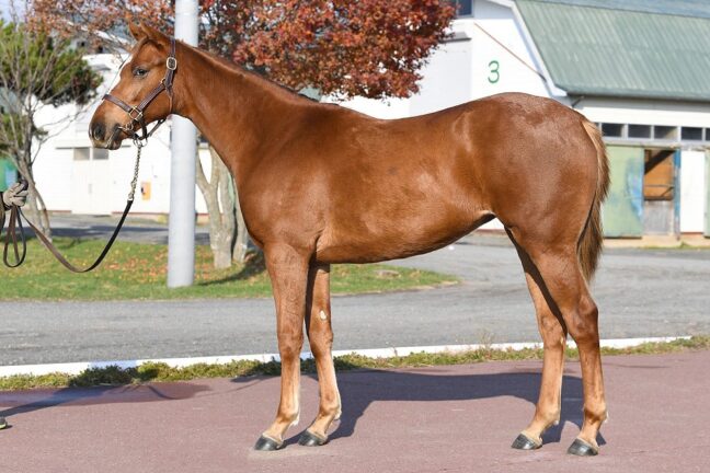 ⑰クレオール24 (ﾌﾞﾘｯｸｽｱﾝﾄﾞﾓﾙﾀﾙ産駒)