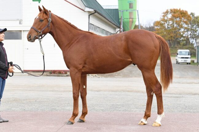 ②ファービヨンド24 (ﾏｲﾝﾄﾞﾕｱﾋﾞｽｹｯﾂ産駒)