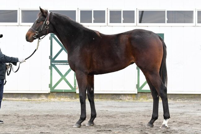 ⑦ファインスカイ24 (ﾐｯｷｰﾛｹｯﾄ産駒)