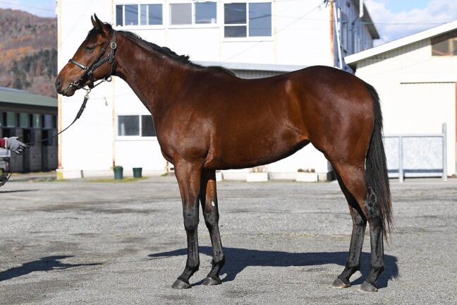 ⑫レジャンドローズ24 (ﾀﾜｰｵﾌﾞﾛﾝﾄﾞﾝ産駒)