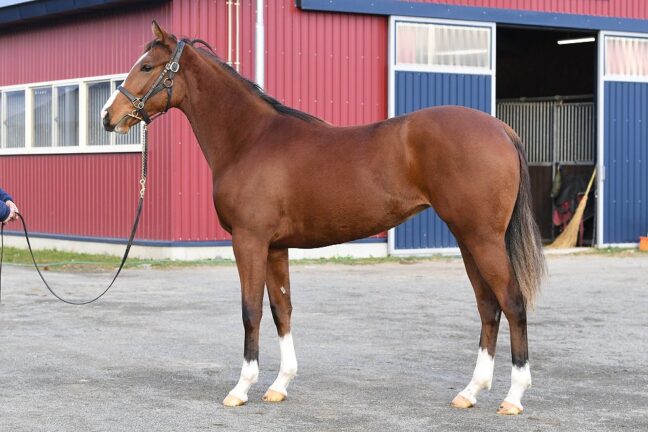 ⑬レッドミモザ24 (ｴﾌﾌｫｰﾘｱ産駒)