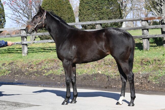 [満口] ⑧ザデイ24 (ｸﾞﾚｰﾀｰﾛﾝﾄﾞﾝ産駒)