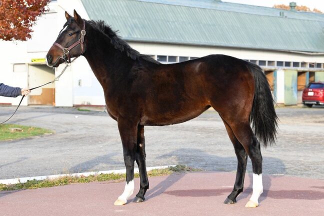 ⑪トーホウドルチェ24 (ﾀﾘｽﾏﾆｯｸ産駒)