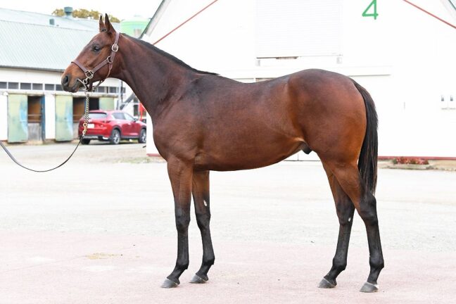 ⑯ウィステリアメジロ24 (ｽﾃﾙｳﾞｨｵ産駒)