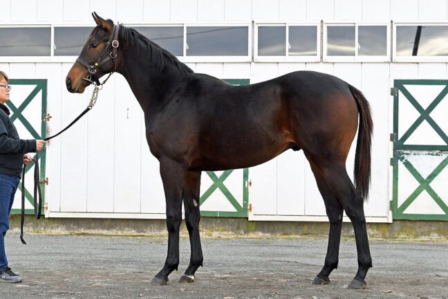 ⑨ウーマンインレッド24 (ﾄｩｻﾞﾜｰﾙﾄﾞ産駒)