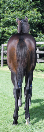 嗤う黒山羊　北米25th くろうま 天駆 麦 25° 900ml｜格安・安いお酒の通販／配達なら