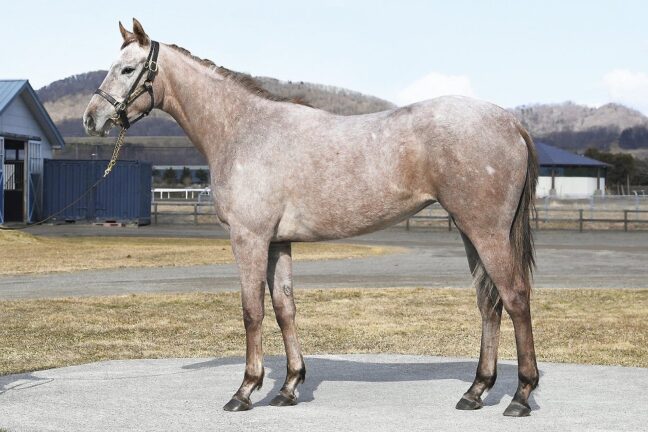 ⑤アフリカンピアノ24 (Essential Quality産駒)