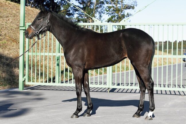 ⑥アメージングムーン24 (ｺﾝﾄﾚｲﾙ産駒)