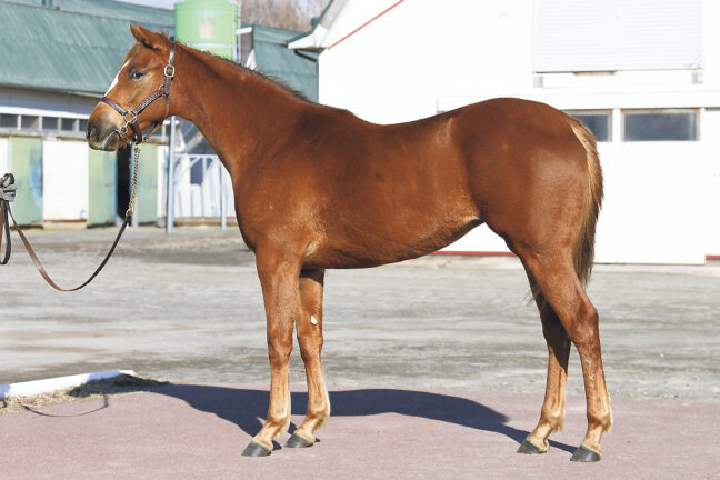 ⑰クレオール24 (ﾌﾞﾘｯｸｽｱﾝﾄﾞﾓﾙﾀﾙ産駒)