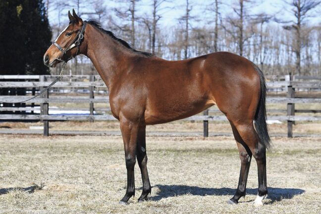 ③ドナテッラ24 (ｷﾀｻﾝﾌﾞﾗｯｸ産駒)