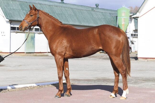 ②ファービヨンド24 (ﾏｲﾝﾄﾞﾕｱﾋﾞｽｹｯﾂ産駒)