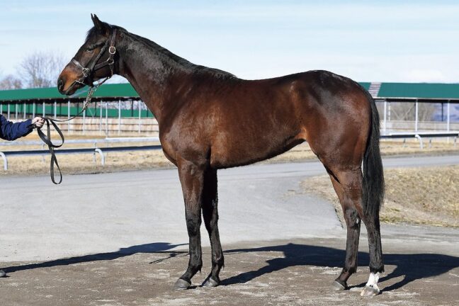 ⑦ファインスカイ24 (ﾐｯｷｰﾛｹｯﾄ産駒)