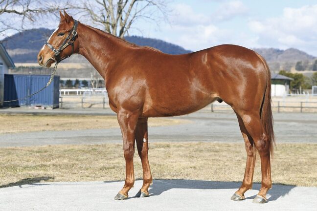 ①フルマークス24 (ﾄﾞﾚﾌｫﾝ産駒)