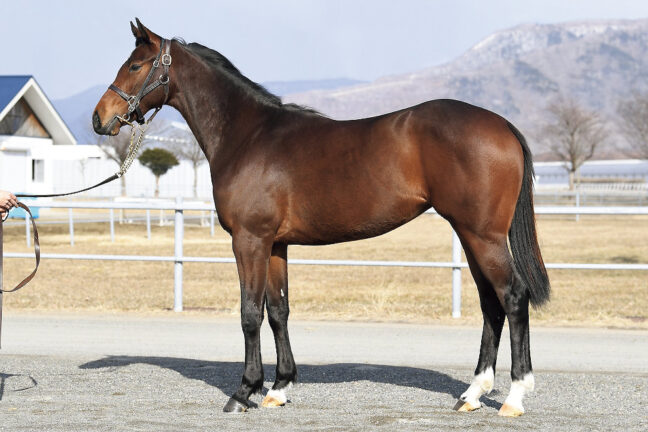 NEW⑱ハリケーンフラッグ24 (ﾀﾞﾉﾝﾌﾟﾚﾐｱﾑ産駒)