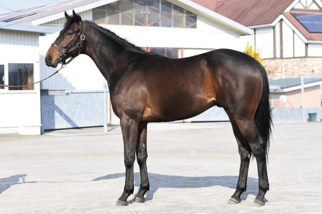 ⑭カツンダモン24 (ｲﾝﾃﾞｨﾁｬﾝﾌﾟ産駒)