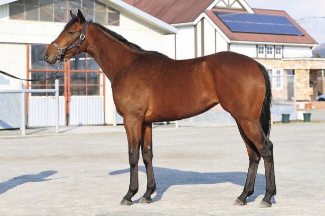 ⑫レジャンドローズ24 (ﾀﾜｰｵﾌﾞﾛﾝﾄﾞﾝ産駒)