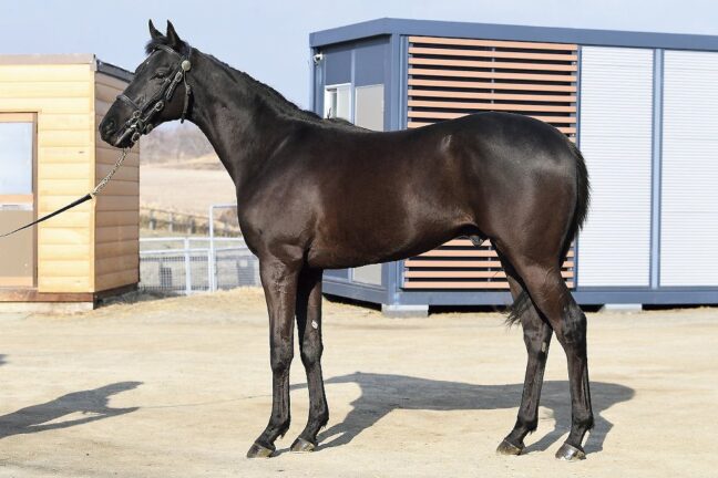 ⑮ムーンエクスプレス24 (ｺﾞｰﾙﾄﾞｼｯﾌﾟ産駒)