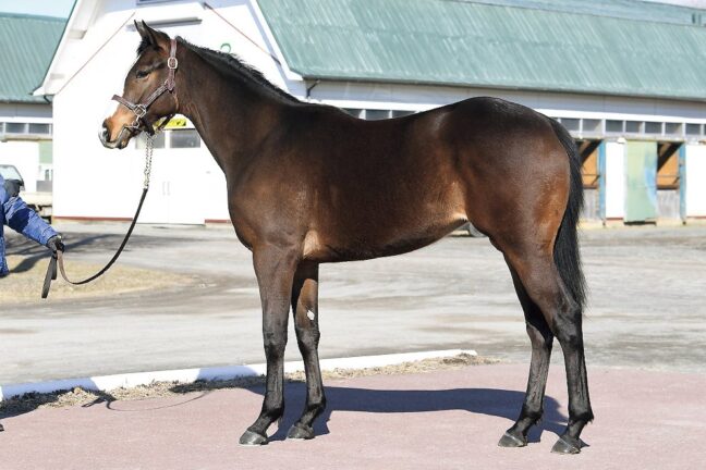 [満口] ④ナスカ24 (ﾙｰﾗｰｼｯﾌﾟ産駒)