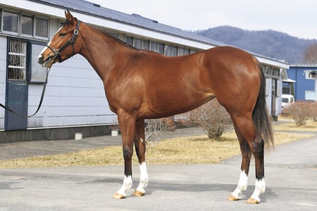 ⑬レッドミモザ24 (ｴﾌﾌｫｰﾘｱ産駒)