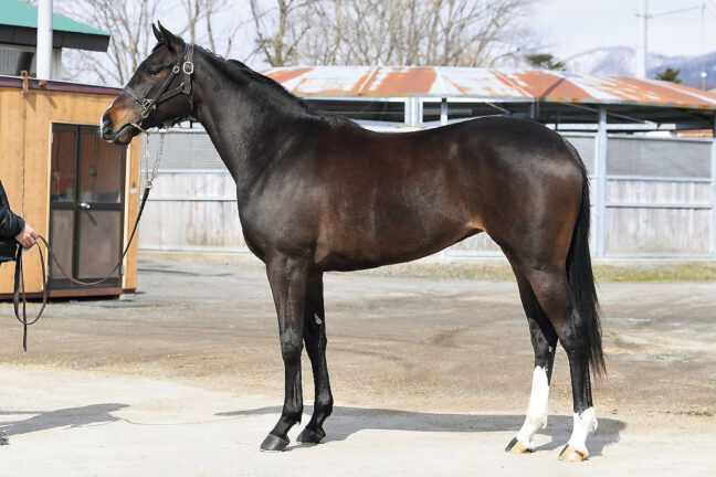 NEW⑲ルージュヴィッフ24 (ｼﾞｬﾝﾀﾞﾙﾑ産駒)