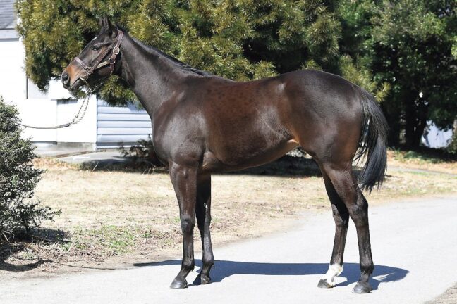 [満口] ⑧ザデイ24 (ｸﾞﾚｰﾀｰﾛﾝﾄﾞﾝ産駒)