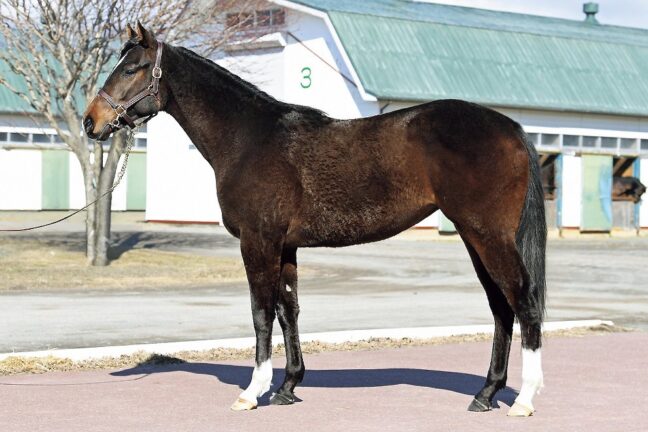 ⑪トーホウドルチェ24 (ﾀﾘｽﾏﾆｯｸ産駒)