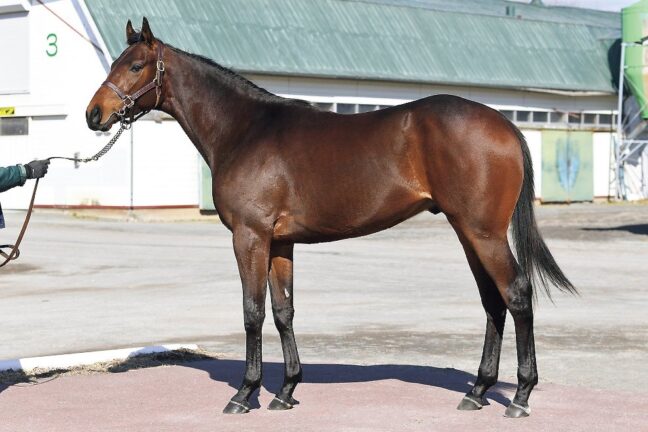 ⑯ウィステリアメジロ24 (ｽﾃﾙｳﾞｨｵ産駒)