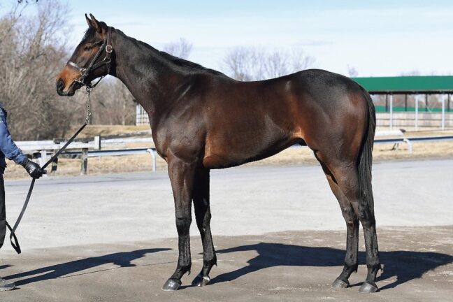 ⑨ウーマンインレッド24 (ﾄｩｻﾞﾜｰﾙﾄﾞ産駒)